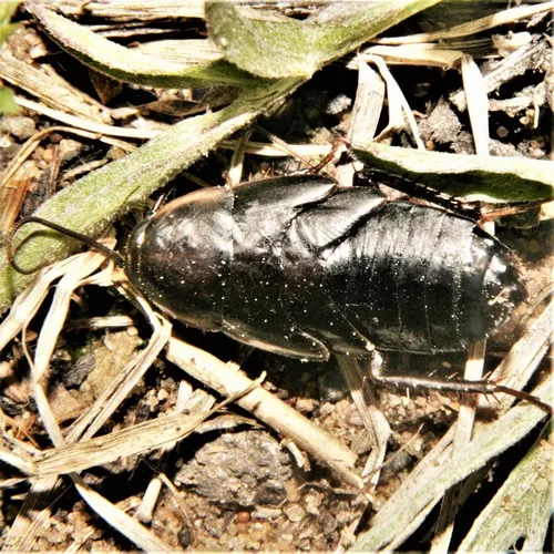 Pennsylvania Wood Cockroach