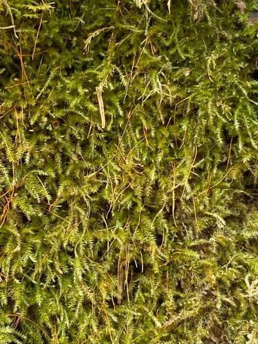 Herzogiella turfacea
