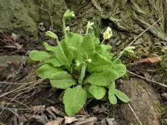 Oxlip thumbnail 2