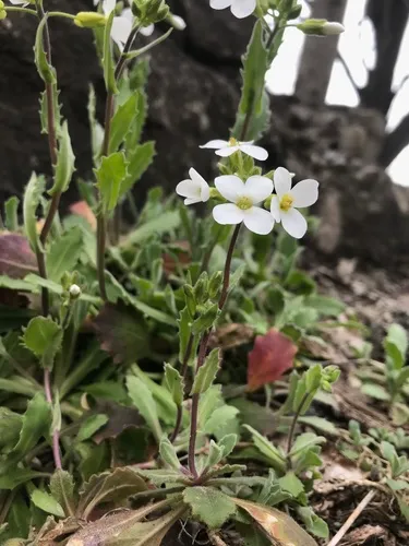Garden Arabis