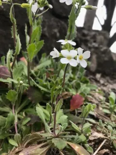 Garden Arabis thumbnail 1