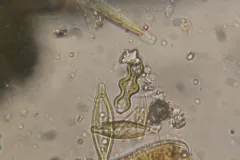 Caloneis lewisii thumbnail 2