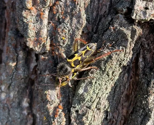 Western Ash Borer