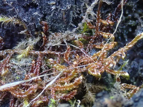 Rusty Hook-moss