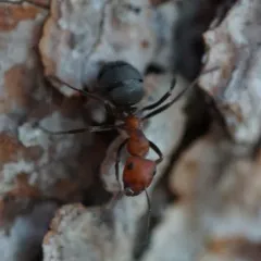 Western Thatching Ant thumbnail 4