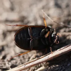 Hydrobius fuscipes thumbnail 4