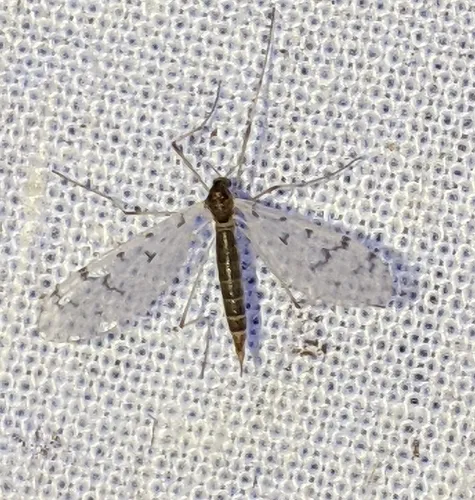Dicranota maculata