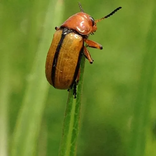 Clay-colored Leaf Beetle