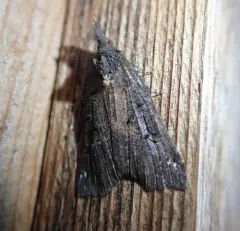 Hypena decorata thumbnail 3