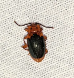 Black-backed Handsome Fungus Beetle thumbnail 1