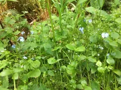 broadleaf forget-me-not thumbnail 4