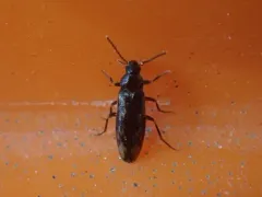 Prothalpia holmbergi thumbnail 1