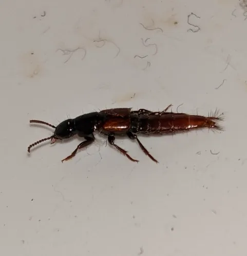 Quedius erythrogaster