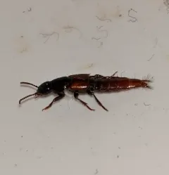 Quedius erythrogaster thumbnail 1