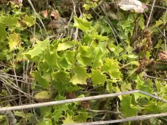 Cape-ivy thumbnail 3