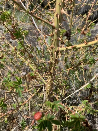 Glaucous Dog Rose