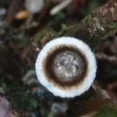 jellied bird's nest fungus thumbnail 2