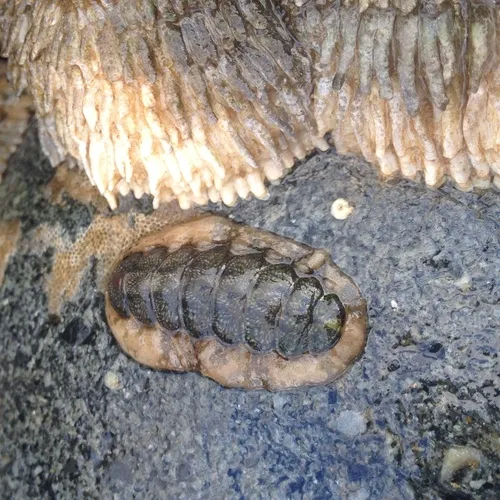 Hind's Chiton