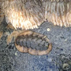 Hind's Chiton thumbnail 1