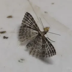 Montana Six-plume Moth thumbnail 3