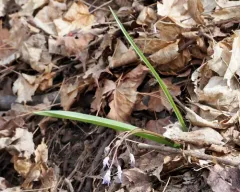 Alpine Squill thumbnail 4