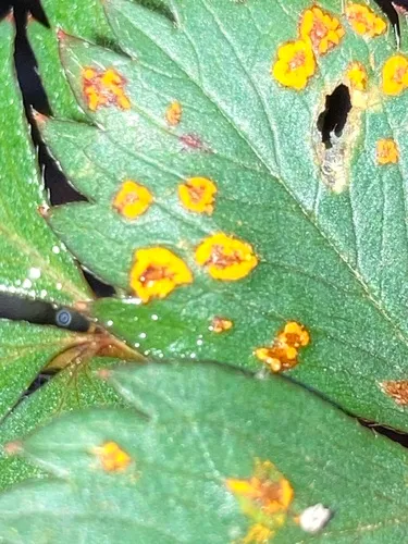 Phragmidium tormentillae