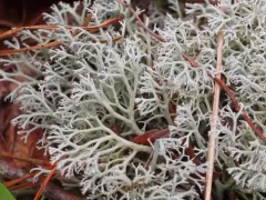 gray reindeer lichen thumbnail 4
