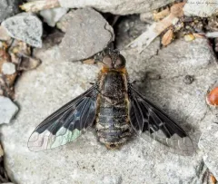 Hemipenthes morioides thumbnail 1