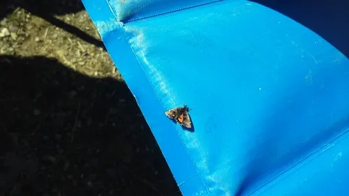 Pyrausta dapalis