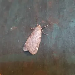 Fall Cankerworm Moth thumbnail 1