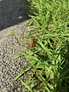 Eastern Lubber Grasshopper thumbnail 3