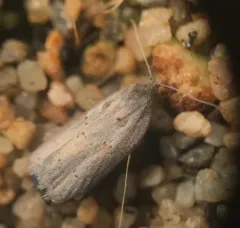 Stained-back Leafroller Moth thumbnail 1