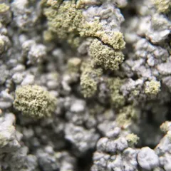 Powdery Saucer Lichen thumbnail 2