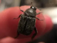 Dark hoplia thumbnail 3