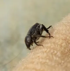 Dark hoplia thumbnail 4