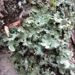 Chicita's Sea Storm Lichen thumbnail 4