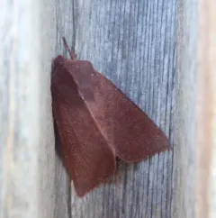 Orthosia transparens thumbnail 2
