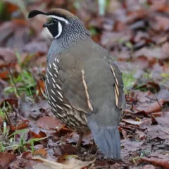 California Quail thumbnail 2