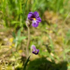 oneflower broomrape thumbnail 3
