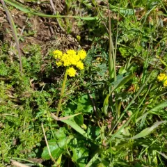 Foothill desert-parsley thumbnail 4