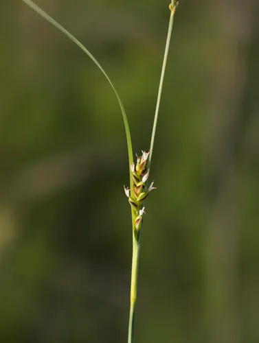 Rigid Sedge