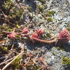 Rock Stonecrop thumbnail 2
