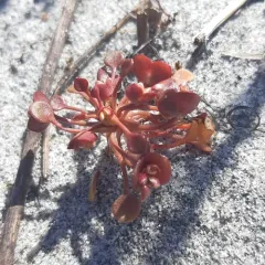 Redstem Springbeauty thumbnail 4