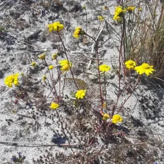 spring gold thumbnail 4