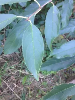 Chinese buckthorn thumbnail 2
