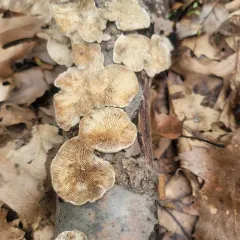 Gilled Polypore thumbnail 2