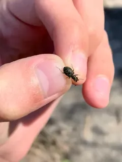 Shore Ground Beetle thumbnail 3