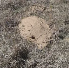 Plains Pocket Gopher thumbnail 1