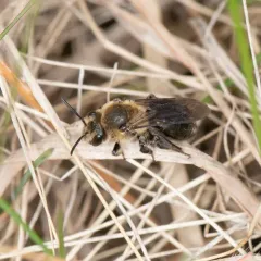 Neighborly Mining Bee thumbnail 2