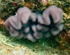 Eudistoma purpuropunctatum thumbnail 4